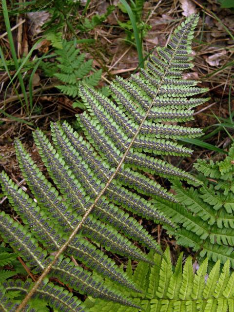 Kapraď rezavá (Dryopteris affinis (Lowe) Fraser-Jenkins s. l.)