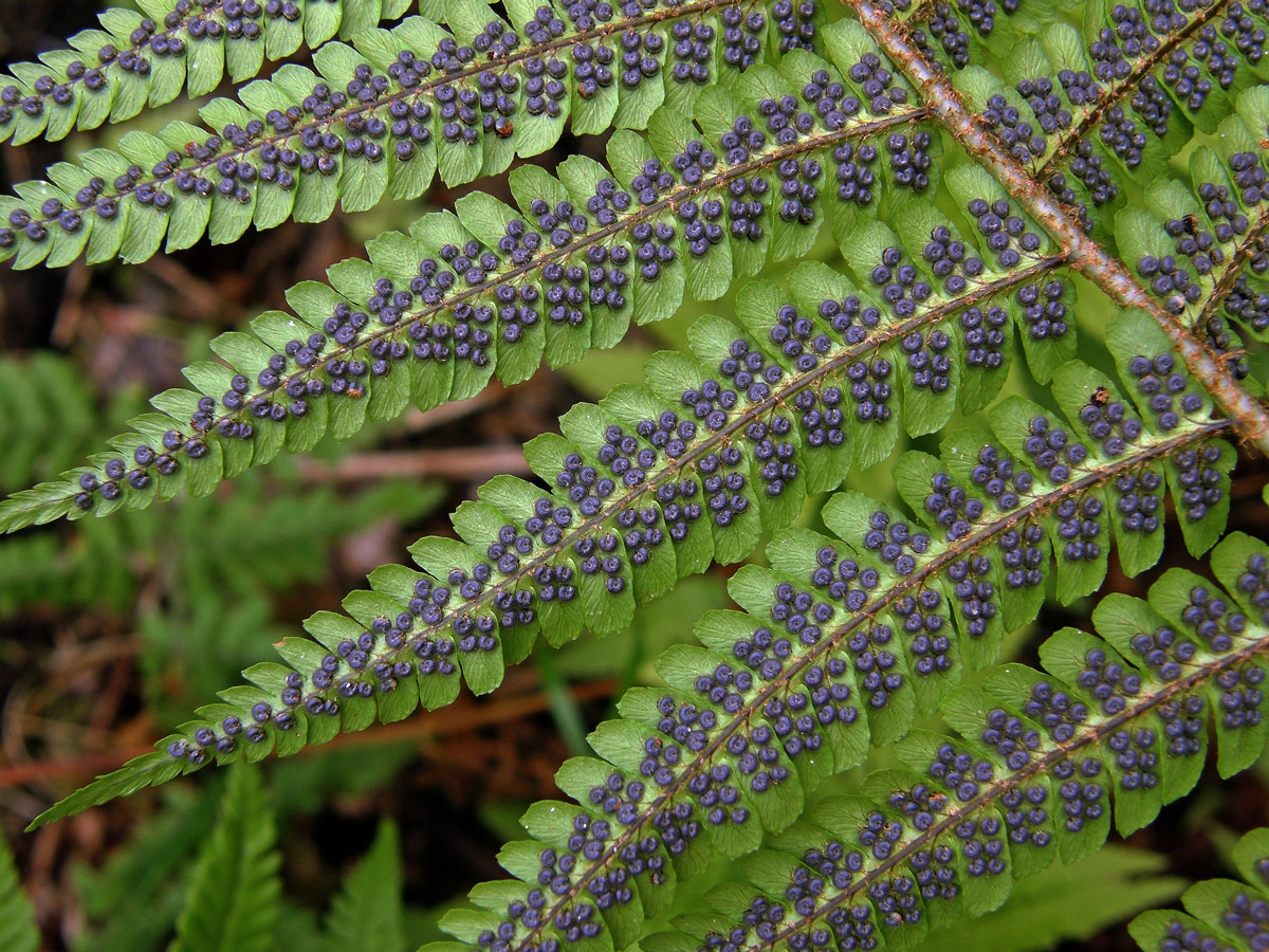 Kapraď rezavá (Dryopteris affinis (Lowe) Fraser-Jenkins s. l.)