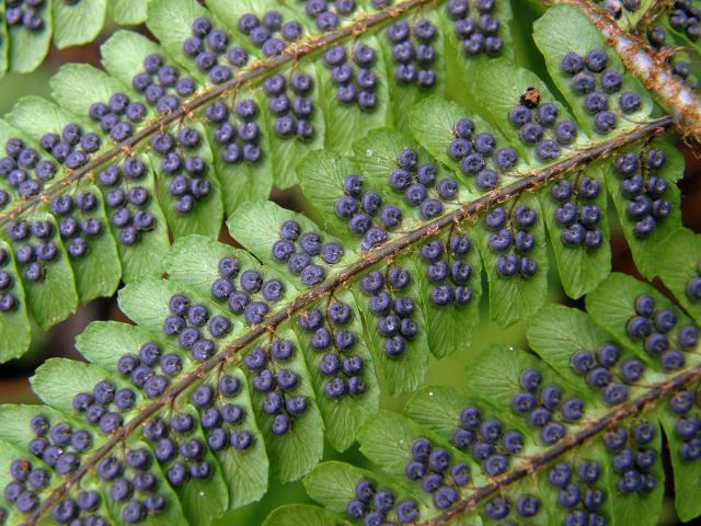 Kapraď rezavá (Dryopteris affinis (Lowe) Fraser-Jenkins s. l.)