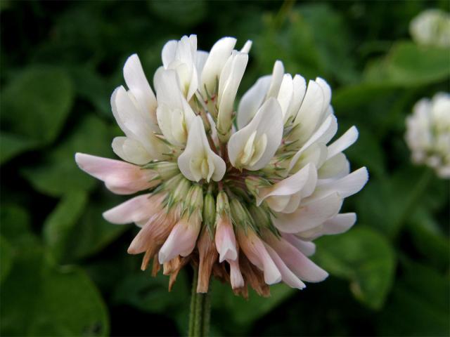 Jetel plazivý (Trifolium repens L.)