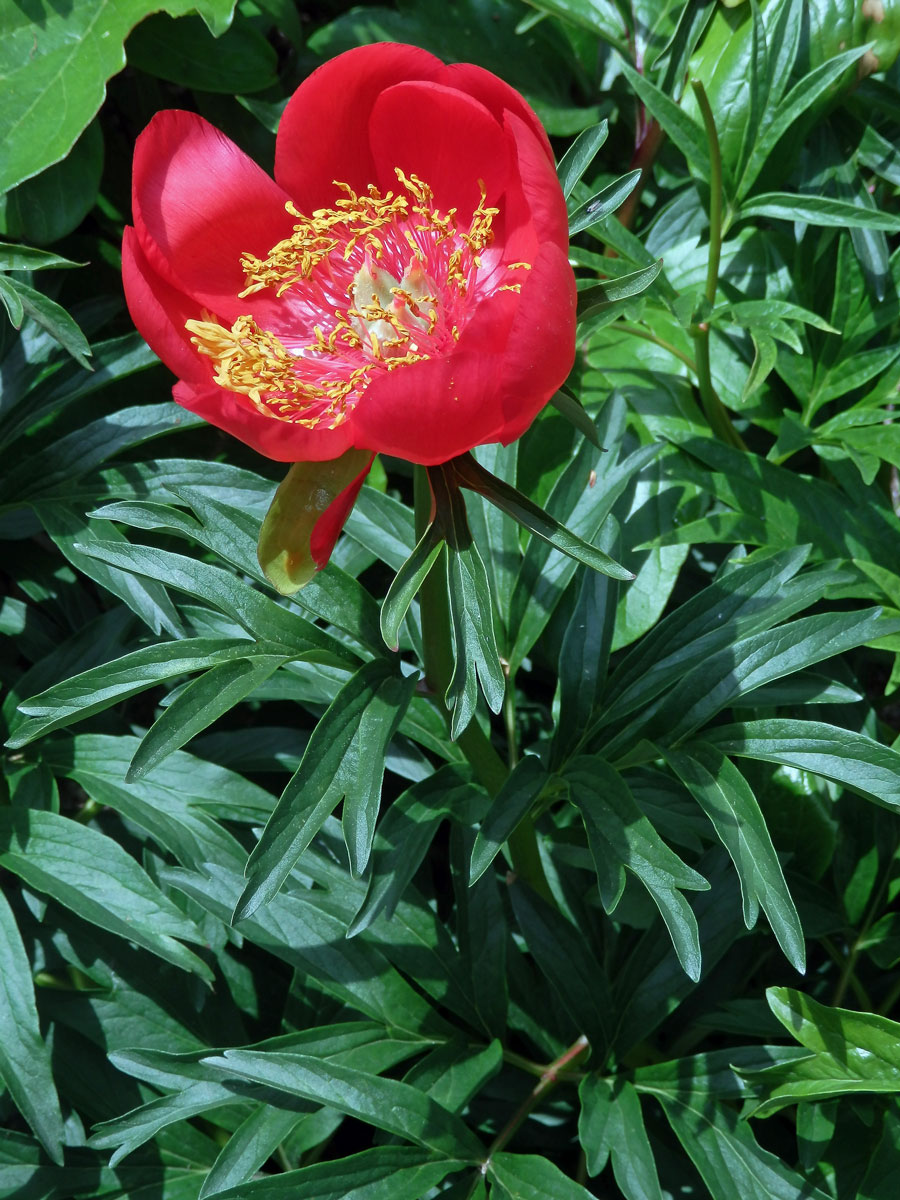 Pivoňka cizí (Paeonia peregrina Mill.)