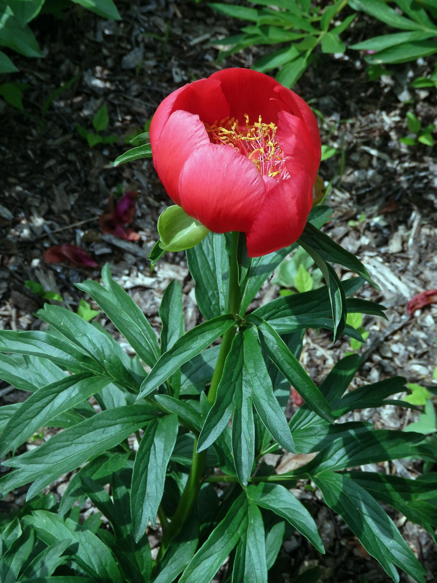 Pivoňka cizí (Paeonia peregrina Mill.)