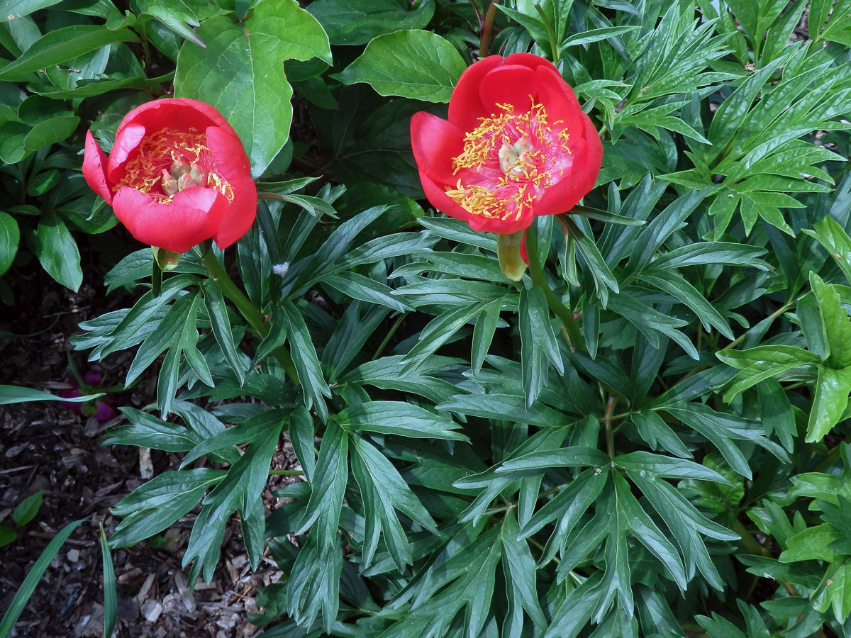 Pivoňka cizí (Paeonia peregrina Mill.)