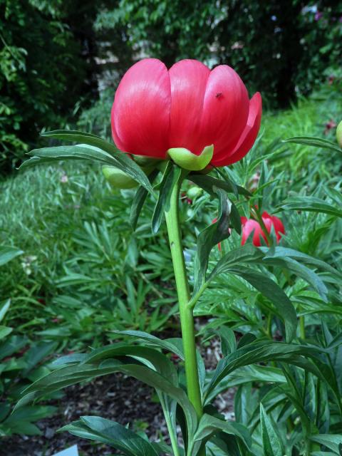 Pivoňka cizí (Paeonia peregrina Mill.)