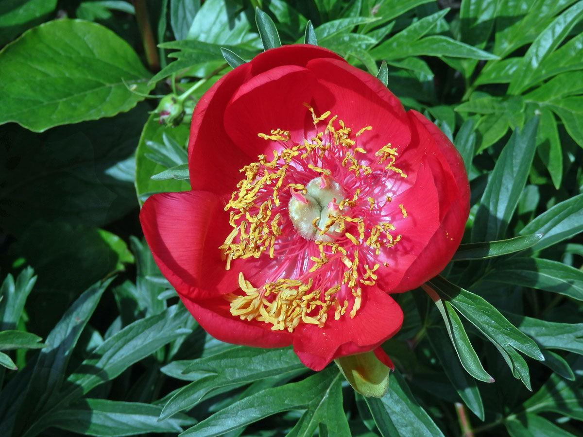 Pivoňka cizí (Paeonia peregrina Mill.)