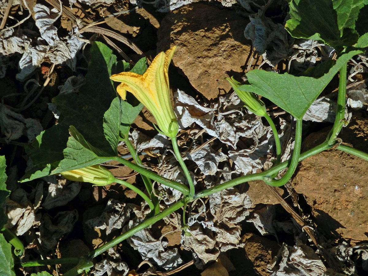 Tykev obecná (dýně) (Cucurbita pepo L.)