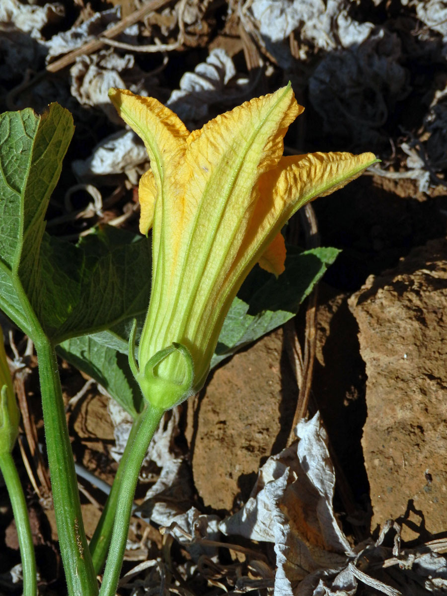 Tykev obecná (dýně) (Cucurbita pepo L.)