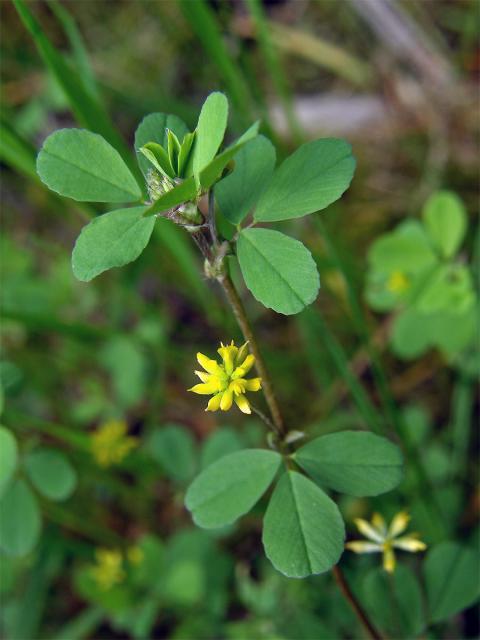 Jetel pochybný (Trifolium dubium Sibth.)