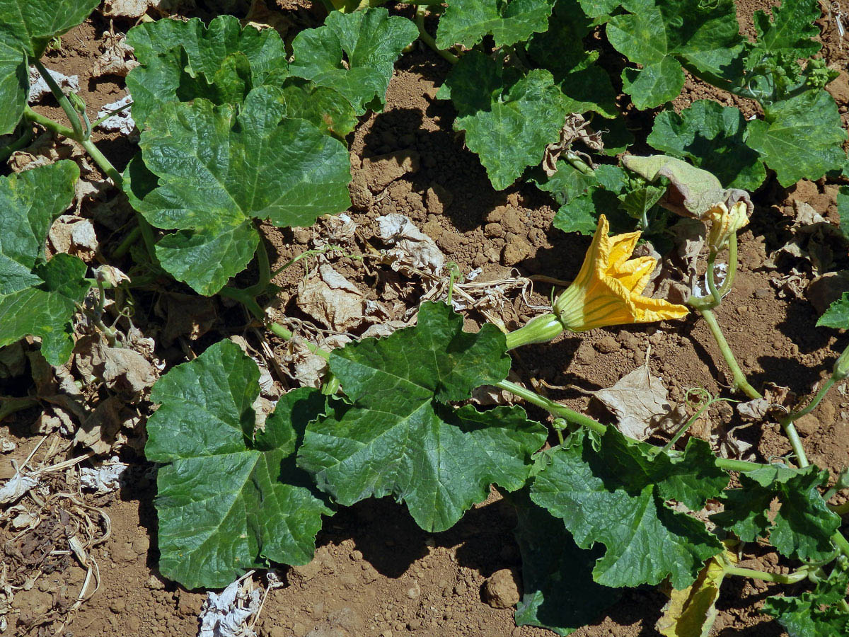 Tykev obecná (dýně) (Cucurbita pepo L.)