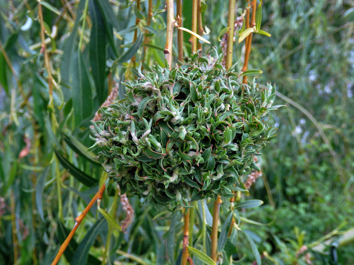 Hálky vlnovníka (Eriophyes (Stenacis) triradiatus); vrba bílá ´smuteční´