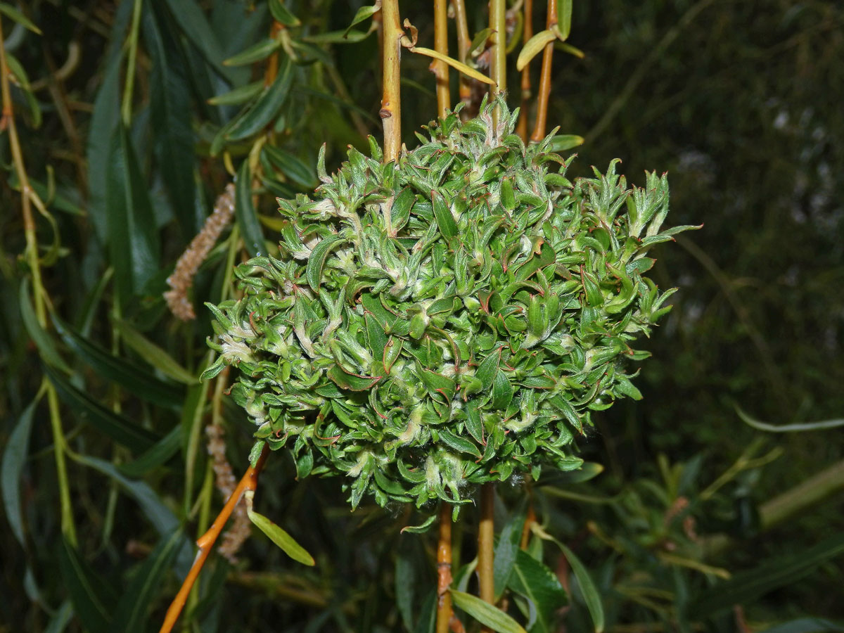 Hálky vlnovníka (Eriophyes (Stenacis) triradiatus); vrba bílá ´smuteční´