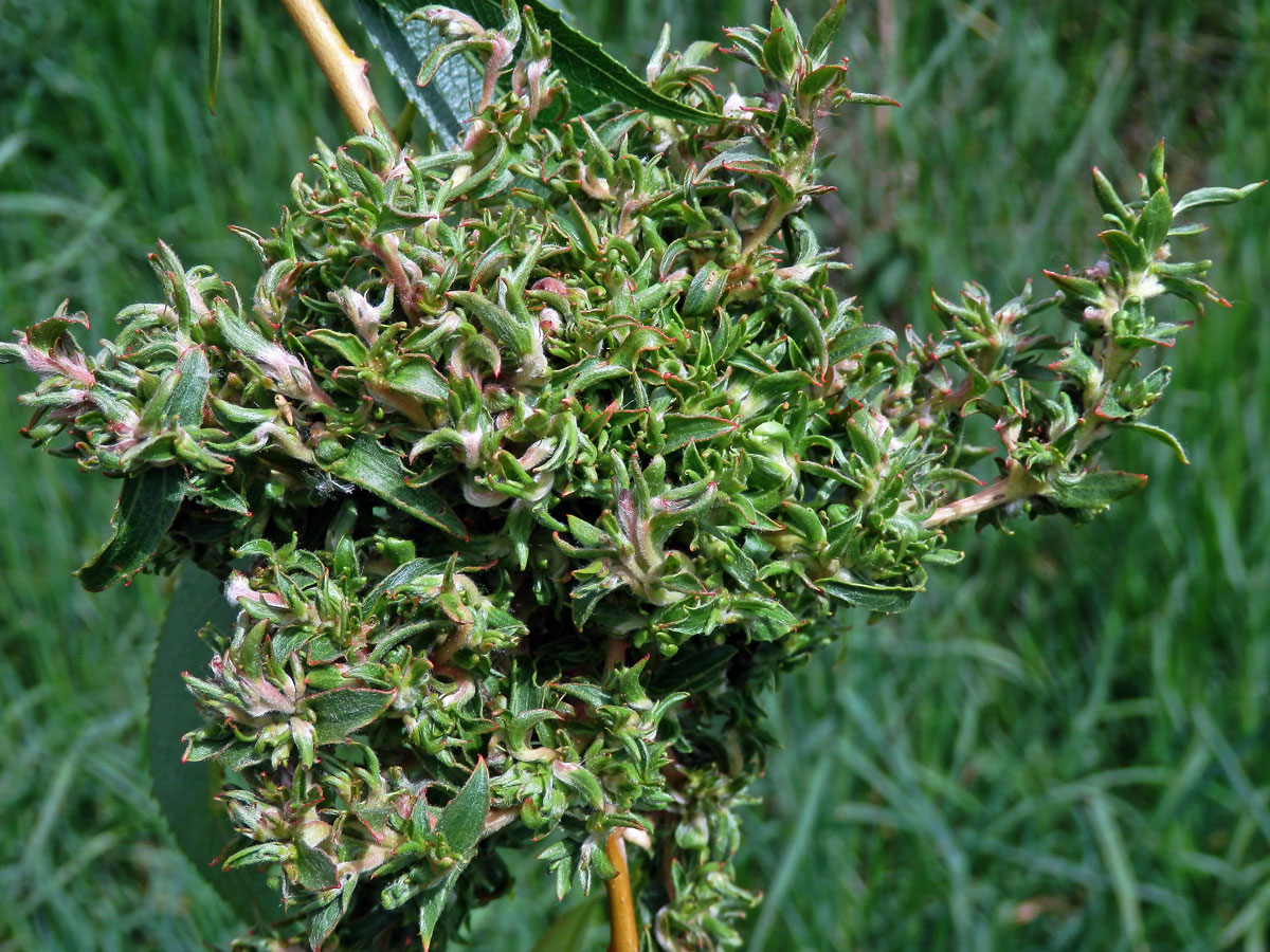 Hálky vlnovníka (Eriophyes (Stenacis) triradiatus); vrba bílá ´smuteční´