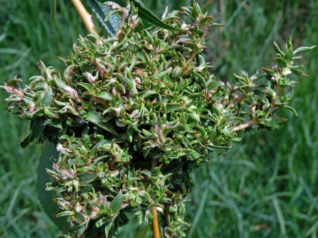 Hálky vlnovníka (Eriophyes (Stenacis) triradiatus); vrba bílá ´smuteční´