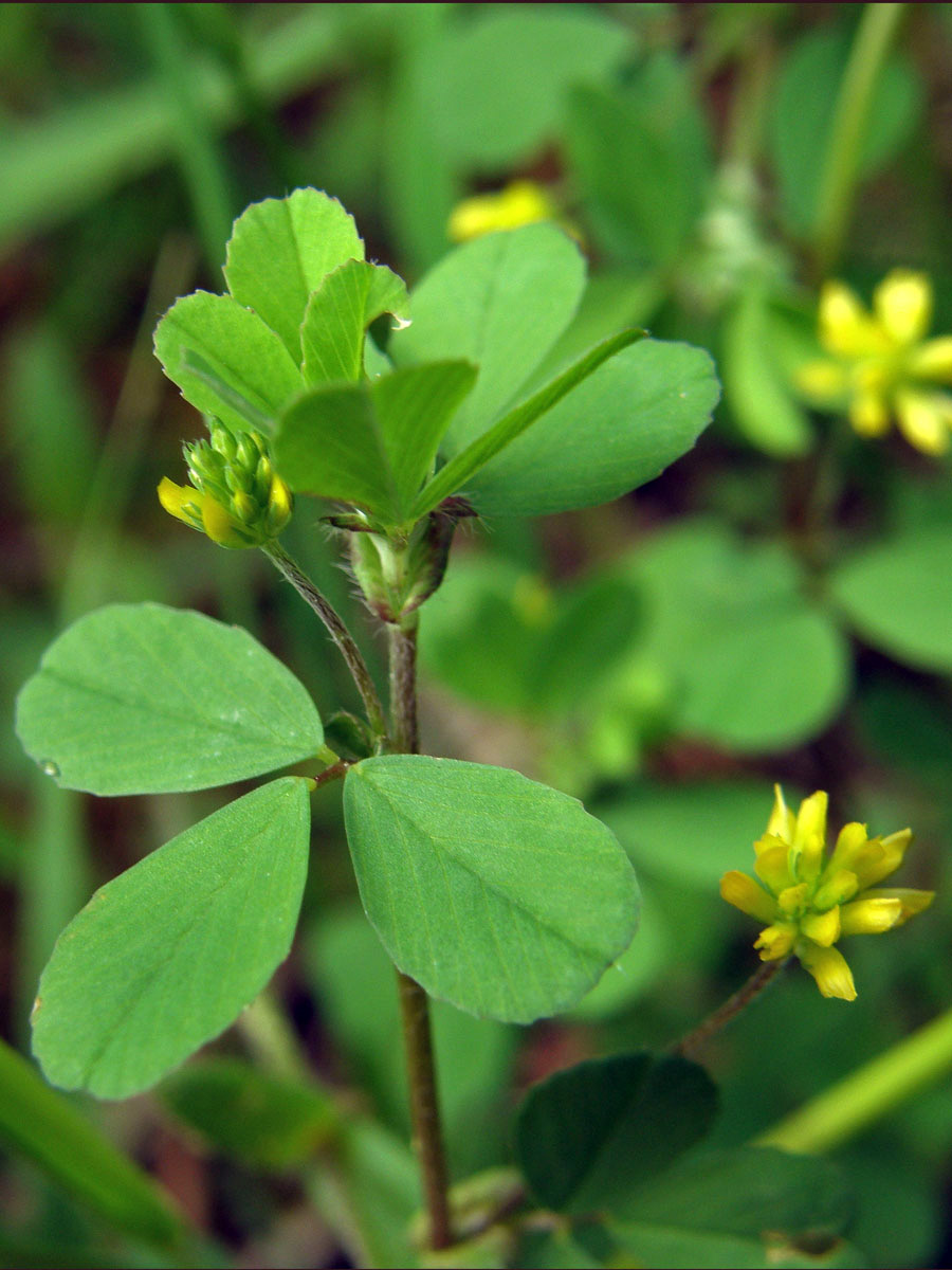 Jetel pochybný (Trifolium dubium Sibth.)