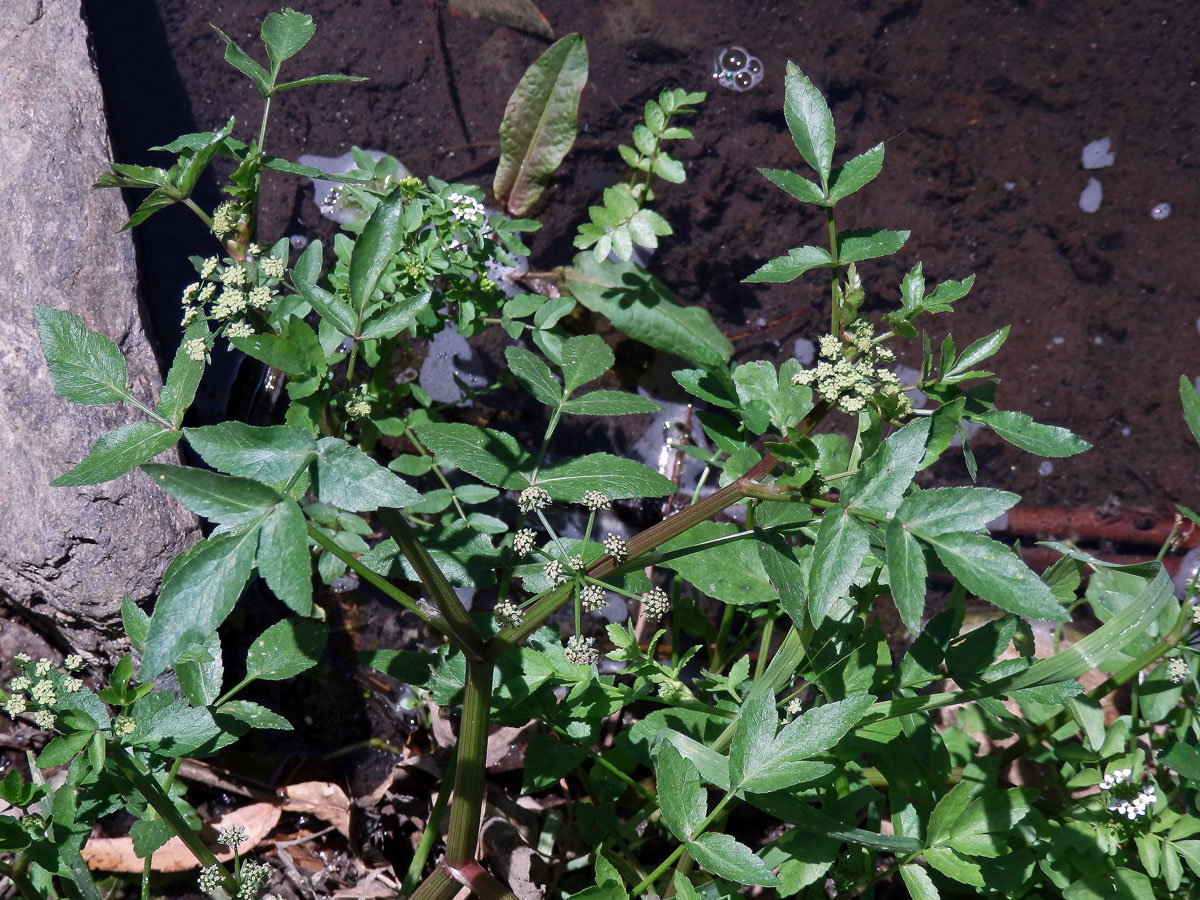 Miřík (Apium nodiflorum (L.) Lag.)