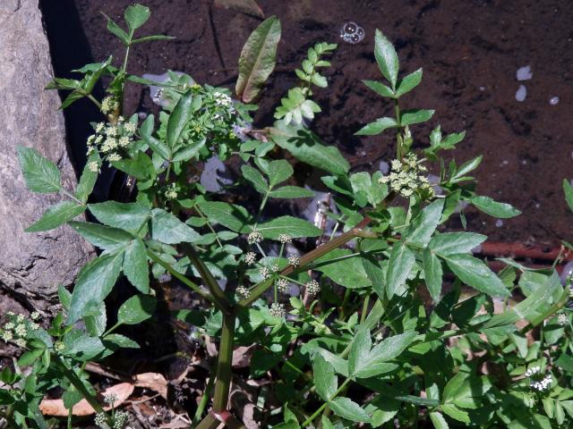 Miřík (Apium nodiflorum (L.) Lag.)