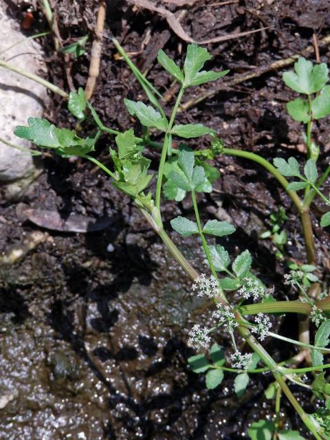 Miřík (Apium nodiflorum (L.) Lag.)