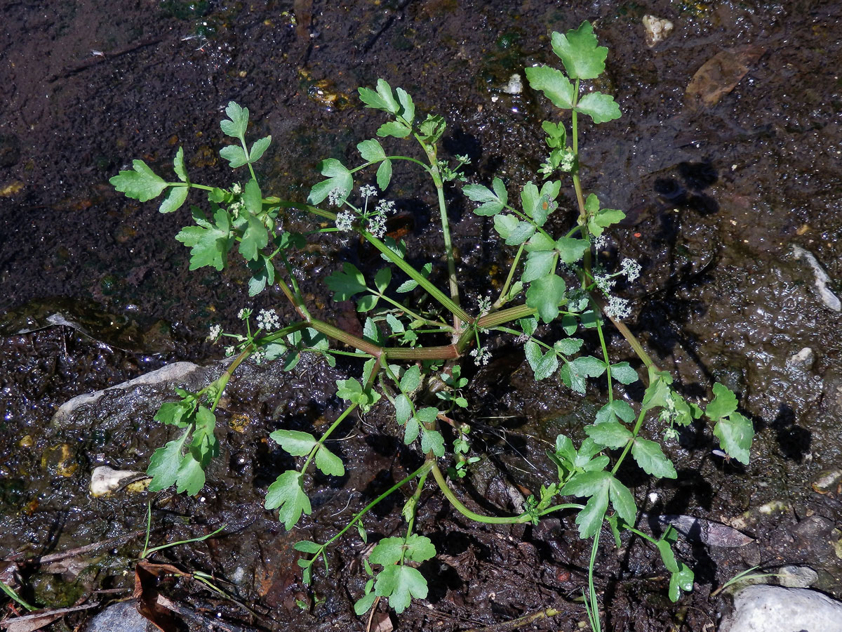 Miřík (Apium nodiflorum (L.) Lag.)