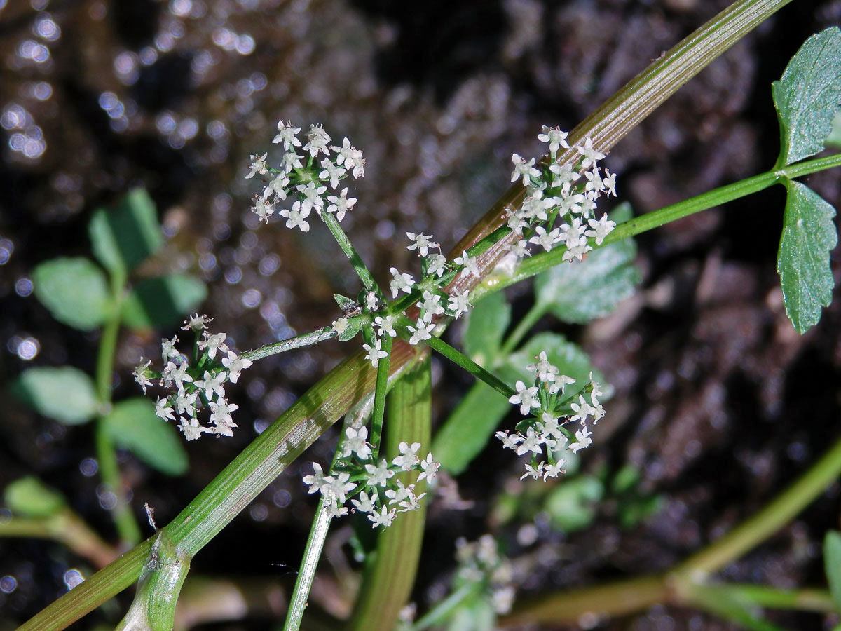 Miřík (Apium nodiflorum (L.) Lag.)