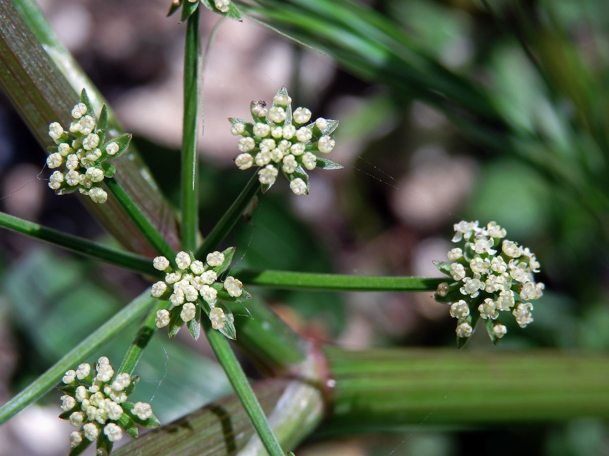 Miřík (Apium nodiflorum (L.) Lag.)