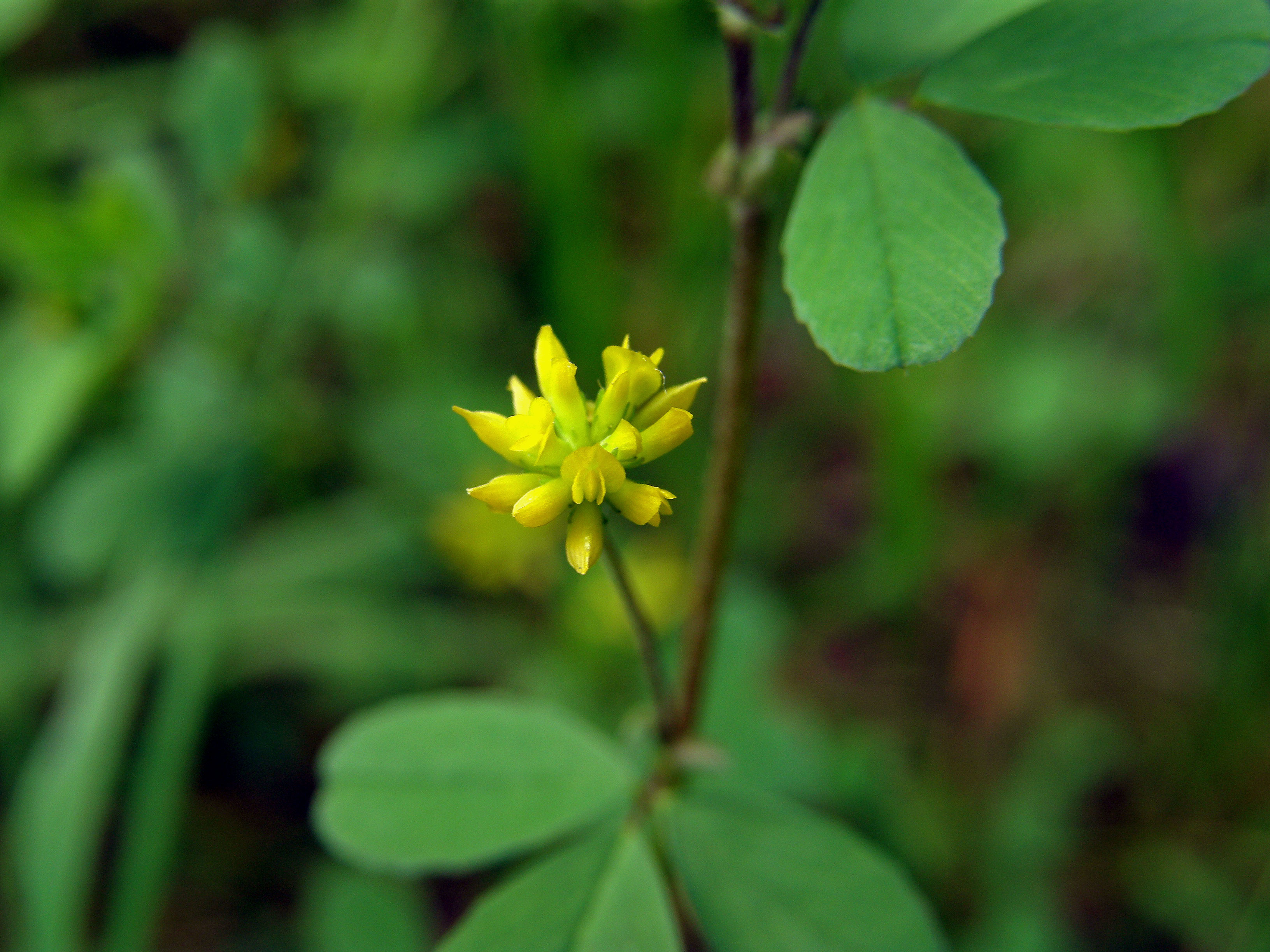 Jetel pochybný (Trifolium dubium Sibth.)