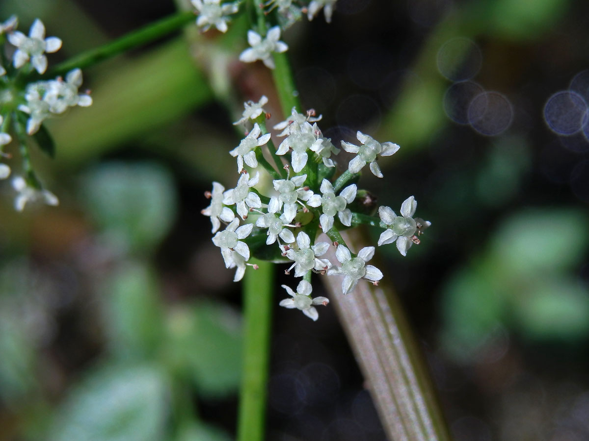 Miřík (Apium nodiflorum (L.) Lag.)