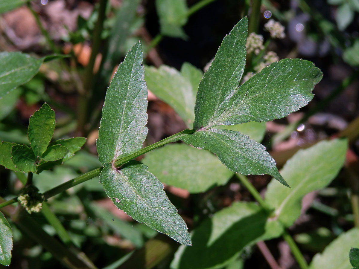 Miřík (Apium nodiflorum (L.) Lag.)