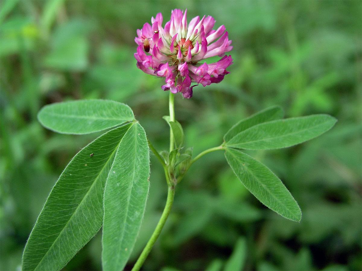 Jetel alpinský (Trifolium alpestre L.)