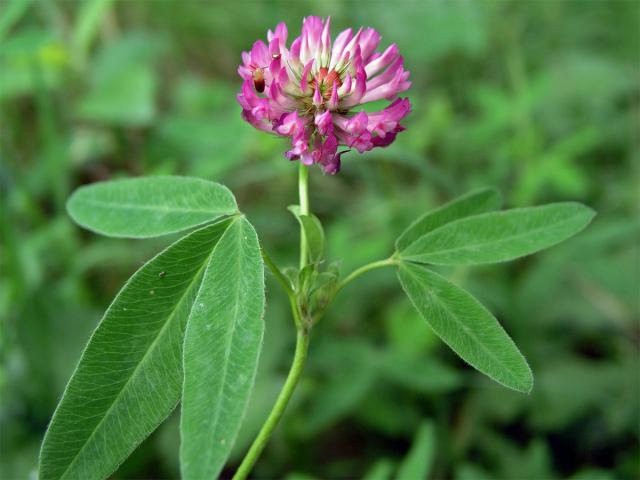 Jetel alpinský (Trifolium alpestre L.)