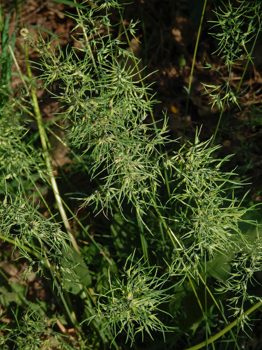 Lipnice cibulkatá (Poa bulbosa L.)