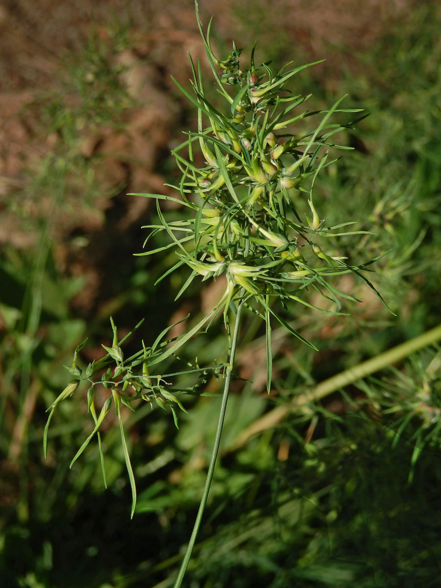 Lipnice cibulkatá (Poa bulbosa L.)