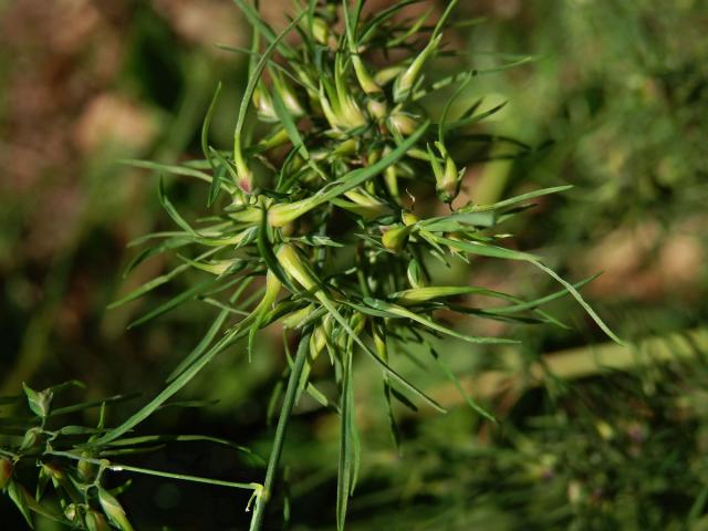 Lipnice cibulkatá (Poa bulbosa L.)