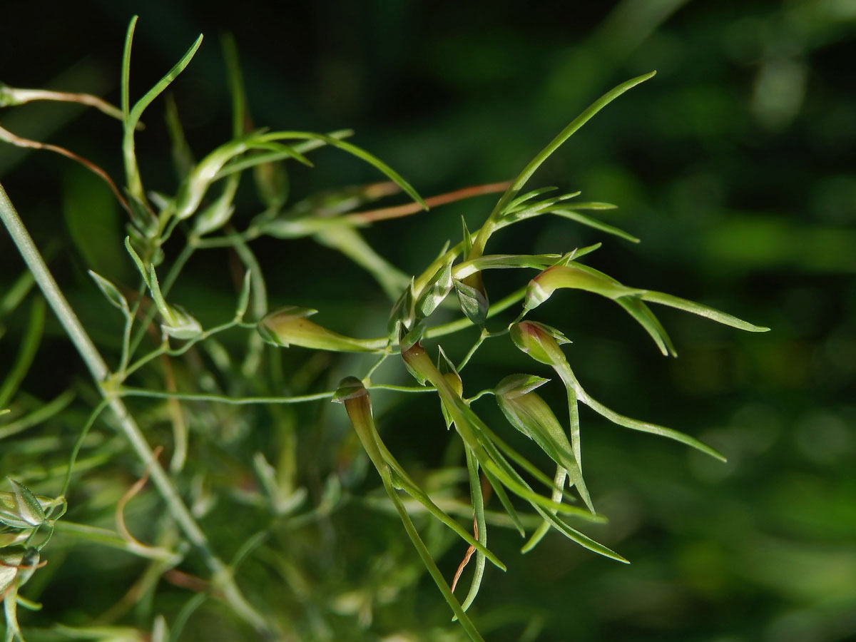 Lipnice cibulkatá (Poa bulbosa L.)