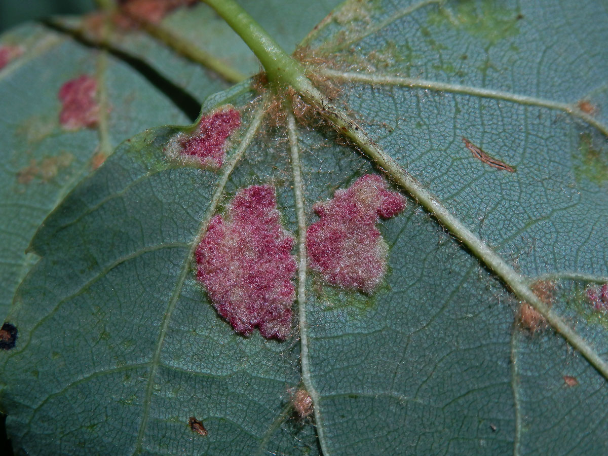 Hálky vlnovníka Eripohyes leiosoma