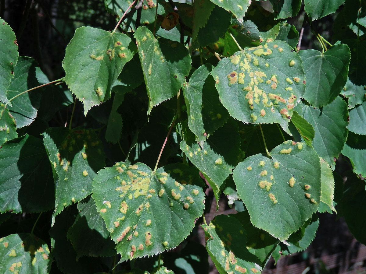 Hálky vlnovníka Eripohyes leiosoma