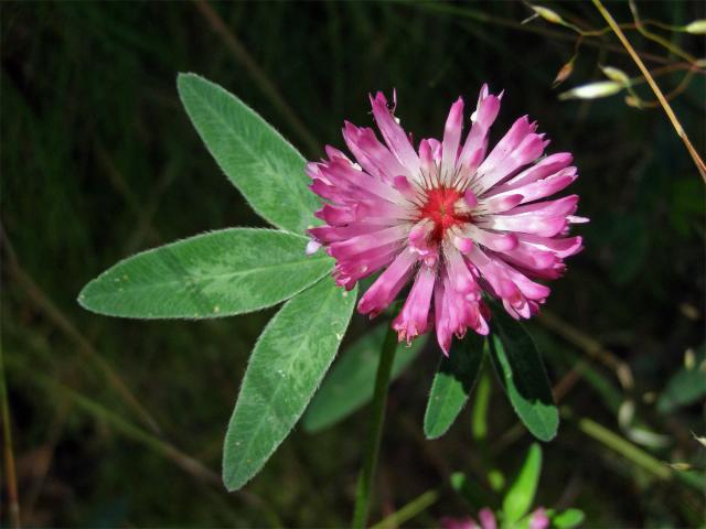 Jetel alpinský (Trifolium alpestre L.)