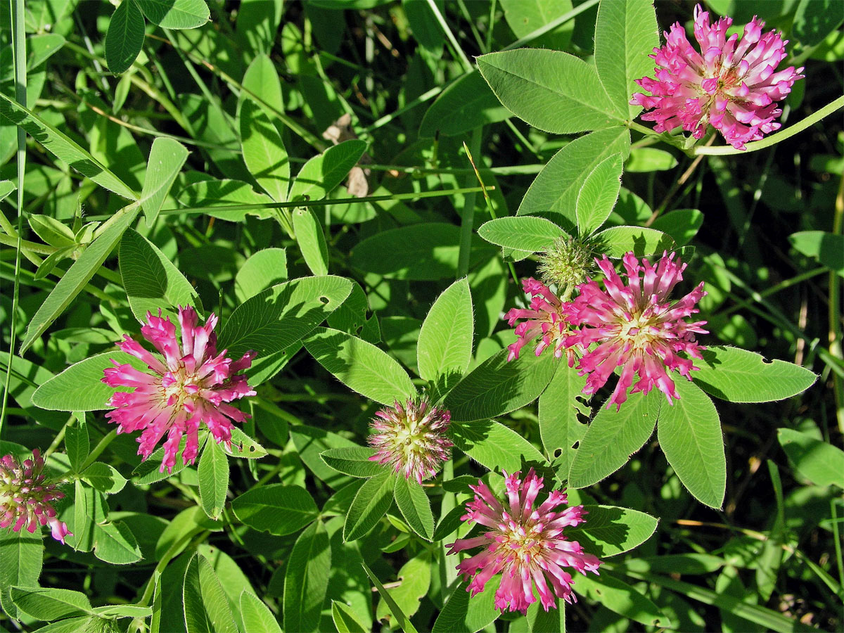 Jetel alpinský (Trifolium alpestre L.)