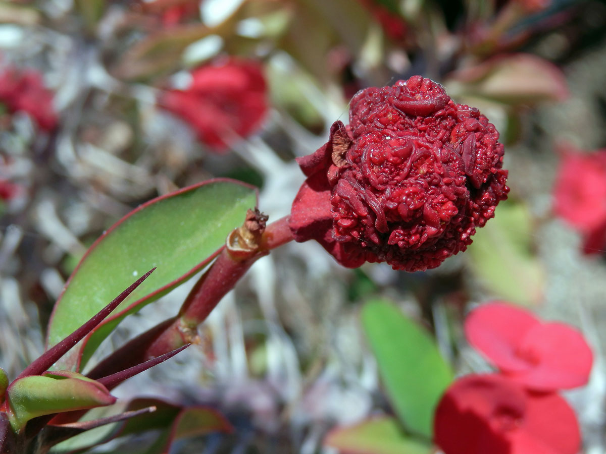 Hálka na pryšci zářivém (Euphorbia milii Des Moul.), původce nezámý