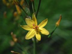 Bulbine semibarbata (R. Br.) Haw., sedmičetný květ