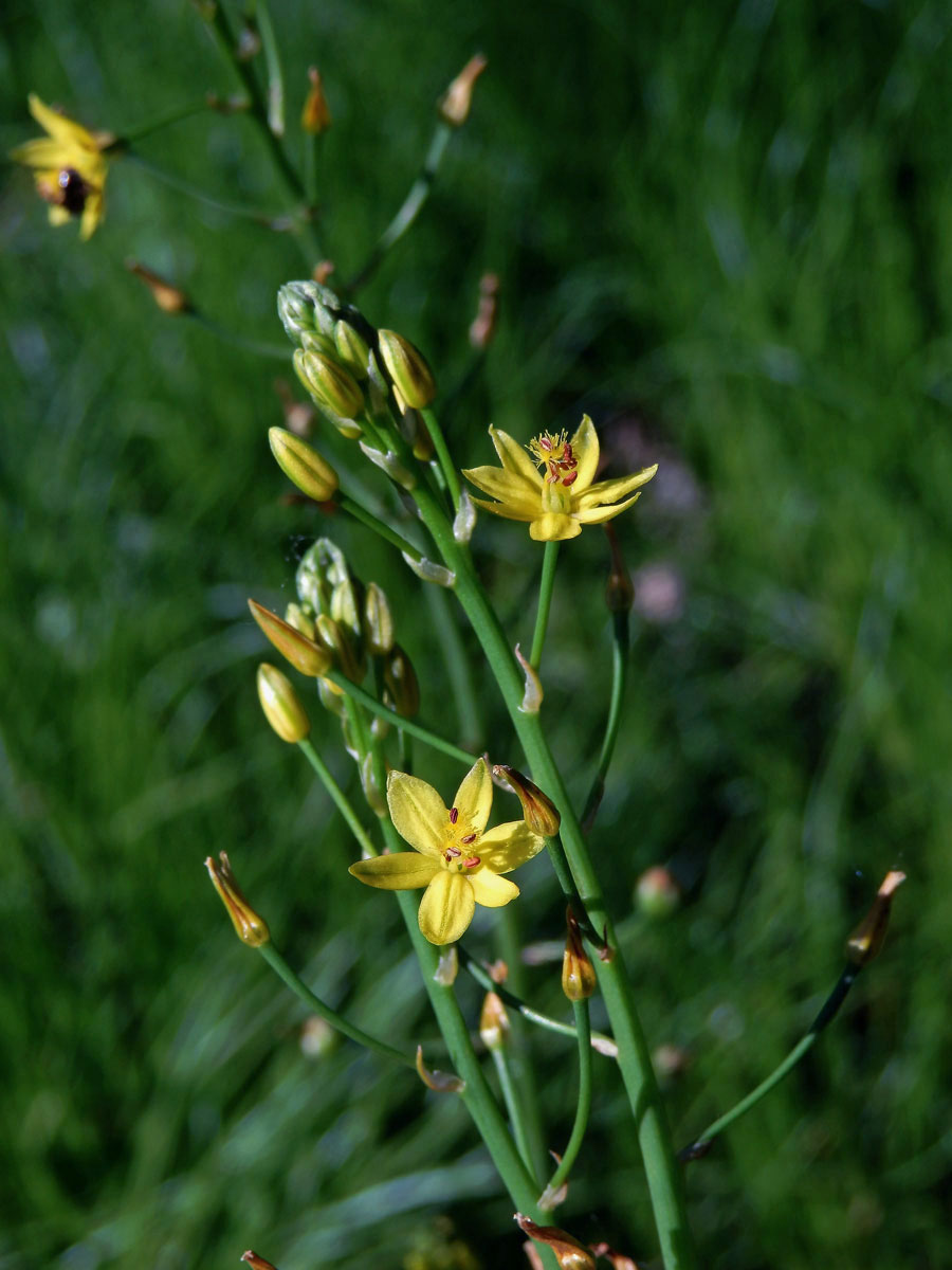 Bulbine semibarbata (R. Br.) Haw.