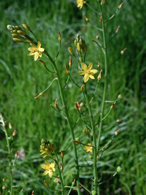 Bulbine semibarbata (R. Br.) Haw.