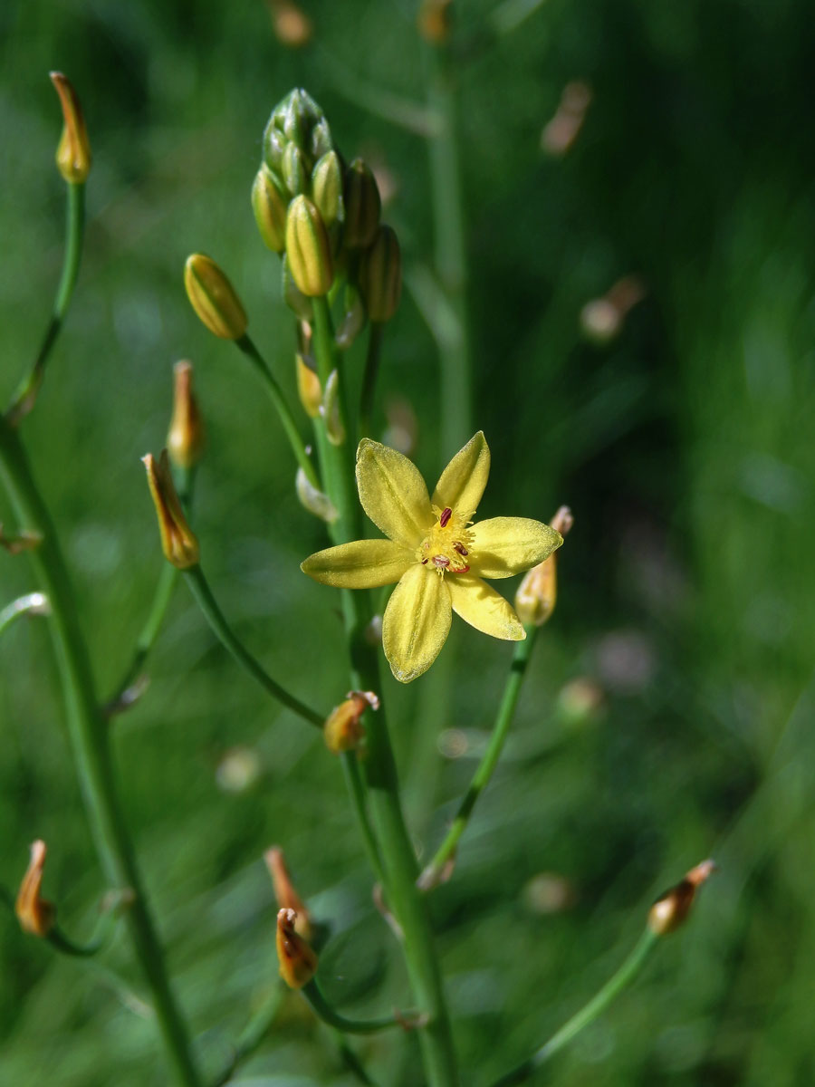 Bulbine semibarbata (R. Br.) Haw.