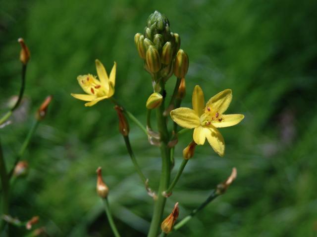 Bulbine semibarbata (R. Br.) Haw.