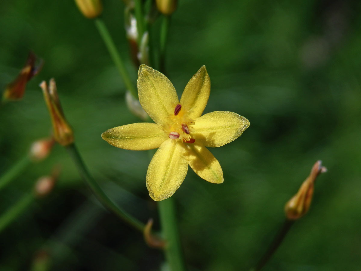 Bulbine semibarbata (R. Br.) Haw.