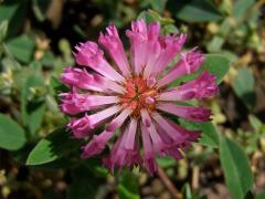 Jetel alpinský (Trifolium alpestre L.)