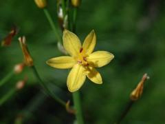 Bulbine semibarbata (R. Br.) Haw.