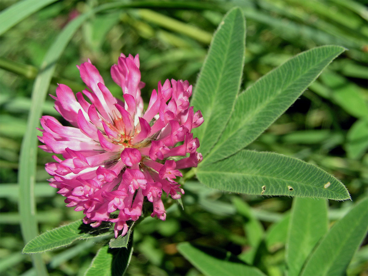 Jetel alpinský (Trifolium alpestre L.)