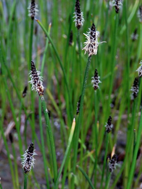 Bahnička bahenní (Eleocharis palustris (L.) Roem. & Schult.)