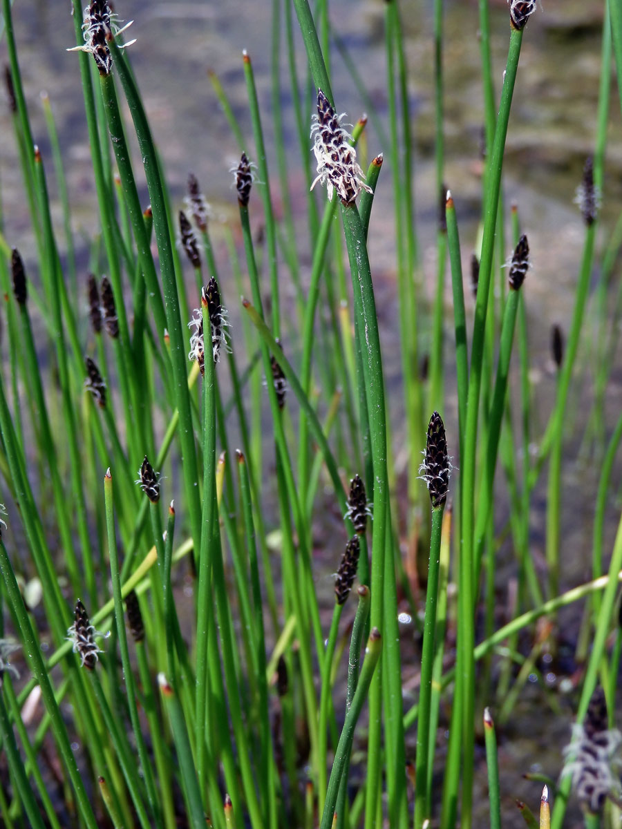 Bahnička bahenní (Eleocharis palustris (L.) Roem. & Schult.)