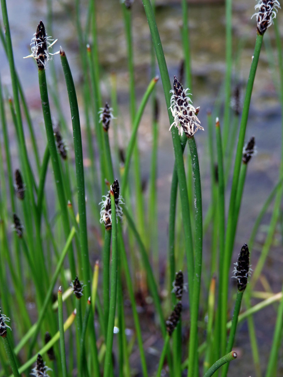 Bahnička bahenní (Eleocharis palustris (L.) Roem. & Schult.)